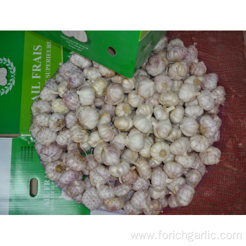 Best Quality Fresh Normal White Garlic